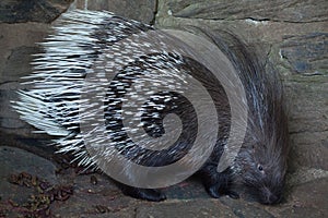 Indian crested porcupine Hystrix indica photo