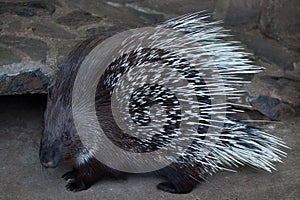 Indian crested porcupine Hystrix indica photo