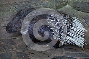 Indian crested porcupine Hystrix indica photo