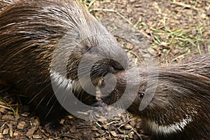 Indian Crested Porcupine Hystrix indica couple caring for each o