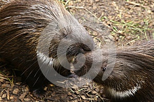 Indian Crested Porcupine Hystrix indica couple caring for each o photo