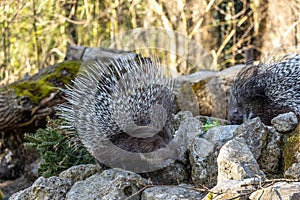 Indian crested Porcupine, Hystrix indica in a german nature park