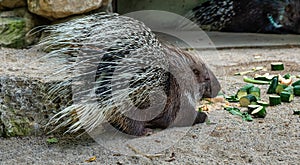 Indian crested Porcupine, Hystrix indica in a german zoo