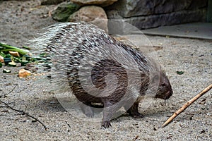 Indian crested Porcupine, Hystrix indica in a german zoo