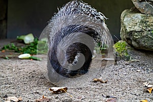 Indian crested Porcupine, Hystrix indica in a german zoo