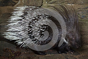 Indian crested porcupine Hystrix indica photo