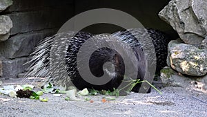 The Indian crested Porcupine, Hystrix indica or Indian porcupine