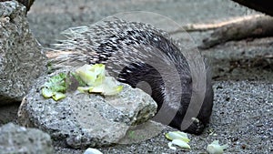 The Indian crested Porcupine, Hystrix indica or Indian porcupine
