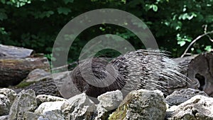 The Indian crested Porcupine, Hystrix indica or Indian porcupine is a large species of hystricomorph rodent