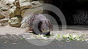 Indian crested Porcupine, Hystrix indica or Indian porcupine is a large species of hystricomorph rodent