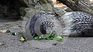 Indian crested Porcupine, Hystrix indica or Indian porcupine is a large species of hystricomorph rodent