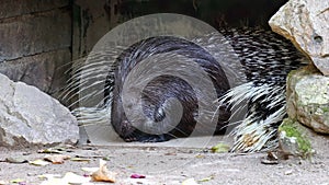 Indian crested Porcupine, Hystrix indica or Indian porcupine is a large species of hystricomorph rodent