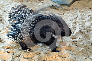 Indian Crested Porcupine or Hystrix indica on sand