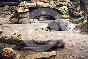 The Indian crested porcupine