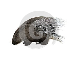 Indian crested porcupine isolated