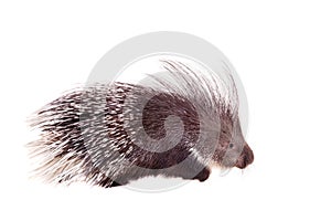 Indian crested Porcupine on white