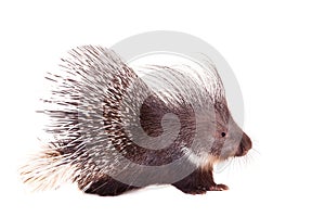 Indian crested Porcupine on white photo