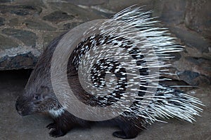 Indian crested porcupine (Hystrix indica) photo