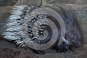 Indian crested porcupine (Hystrix indica) photo