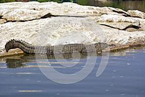 Indian crocodile