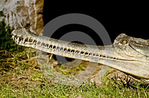 Indian crocodile Gharial