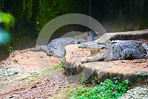 Indian crocodiles in a zoo environment