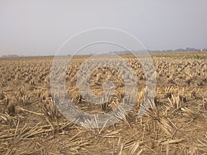 Indian crop fields after cultivation