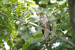 Indian cuckoo Cuculus micropterus