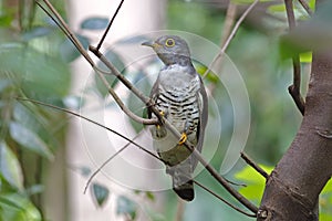 Indian cuckoo Cuculus micropterus Cute Birds of Thailand photo