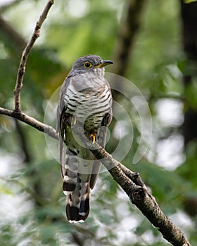 Indian Cuckoo perched on a branch