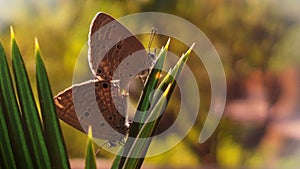 Indian Cupid butterflies in love