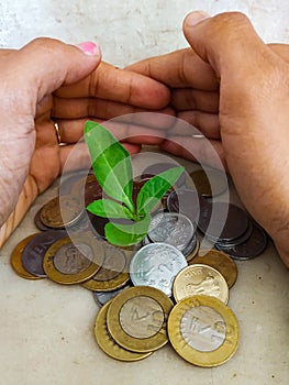 INDIAN CURRENCY COINS SURROUNDING LIVE PLANT