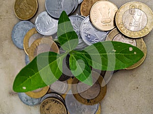 INDIAN CURRENCY COINS SURROUNDING LIVE PLANT