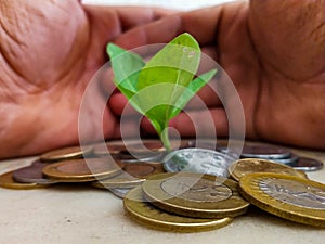 INDIAN CURRENCY COINS SURROUNDING LIVE PLANT