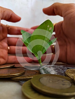 INDIAN CURRENCY COINS SURROUNDING LIVE PLANT