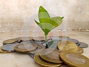 INDIAN CURRENCY COINS SURROUNDING LIVE PLANT