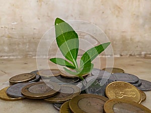 INDIAN CURRENCY COINS SURROUNDING LIVE PLANT