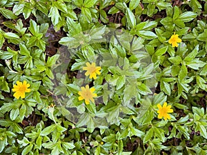 Indian Daisy or Indian summer or Rudbeckia hirta or Black-Eyed Susan