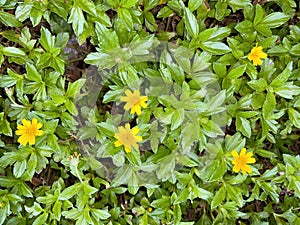 Indian Daisy or Indian summer or Rudbeckia hirta or Black-Eyed Susan