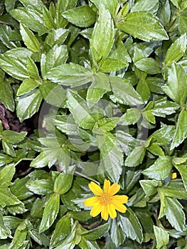 Indian Daisy or Indian summer or Rudbeckia hirta or Black-Eyed Susan