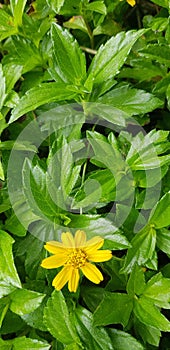 Indian Daisy or Indian summer or Rudbeckia hirta or Black-Eyed Susan