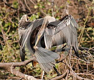 Indian Darter Anhinga melanogaster