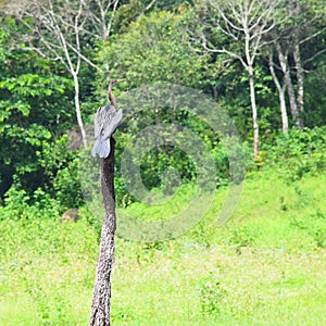 Indian Darter - Oriental Darter - Anhinga Melanogaster - Bird sitting on Wood in Periyar National Park, Kerala, India