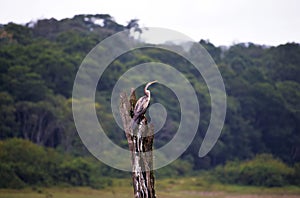 Indian Darter, Thekkady, Kerala, India