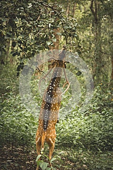 Indian Deer in all its beauty at Nagarahole national park/forest