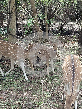 Indian Deer Family in Gir Forest