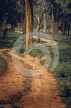 Indian Deer Grazing in all its beauty at Nagarhole national park