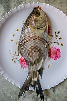 Indian delicious fish katla, vertical top view photo