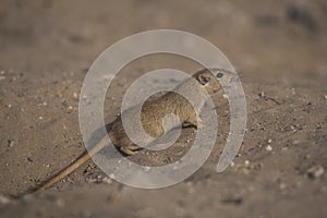 The Indian desert jird or Indian desert gerbil  from cholistan desert rohi pakistan