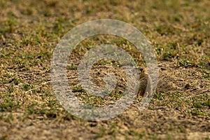 Indian desert jird or gerbil or Meriones hurrianae closeup feeding grass from his burrows at forest of central india